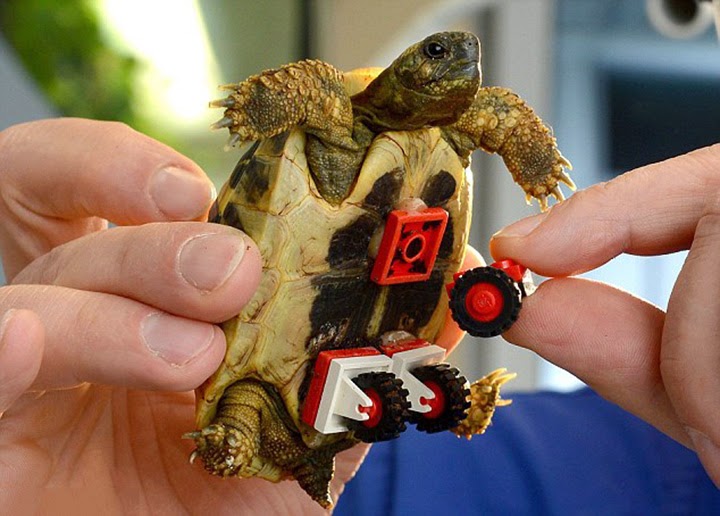Tortoise Seen On www.coolpicturegallery.us Tortoise Seen On www.coolpicturegallery.us